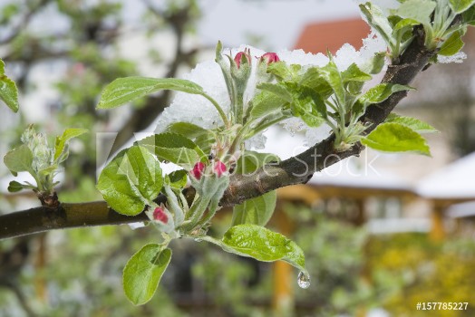 Bild på Flowering apple fruit branches covered with snow during the springtime